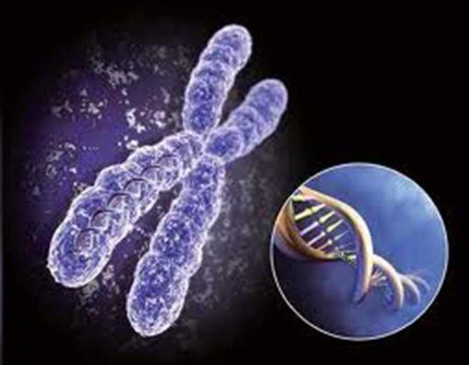 Anticorpi monoclonali Mab di chetamina 100ng dell'ibridoma anti- del topo
