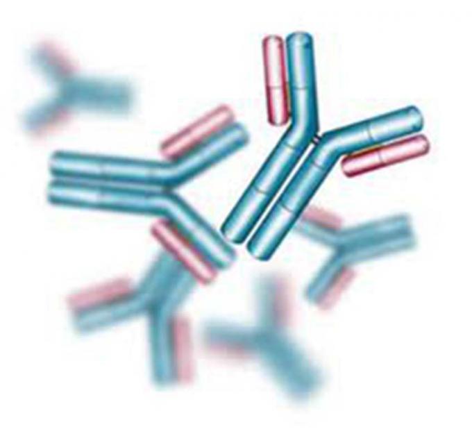 Anticorpo monoclonale dell'ibridoma anti- di veronal del topo per l'analisi di FIA