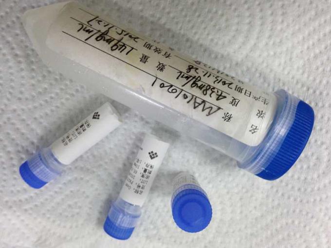 Anticorpo monoclonale dell'enzima di conversione dell'angiotensina del topo dell'ibridoma anti- di Mab