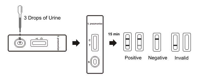 Cassetta rapida della prova dell'antigene di streptococcus pneumoniae, esame delle urine rapido
