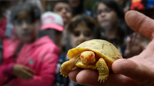 Latest company news about La tartaruga gigante rara e mai-prima-veduta di Galapagos dell'albino del bambino debutta allo zoo della Svizzera
