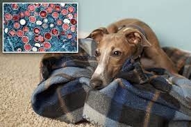 Latest company news about Positivo delle prove del cane per monkeypox nella prima trasmissione sospettata dell'umano--animale domestico