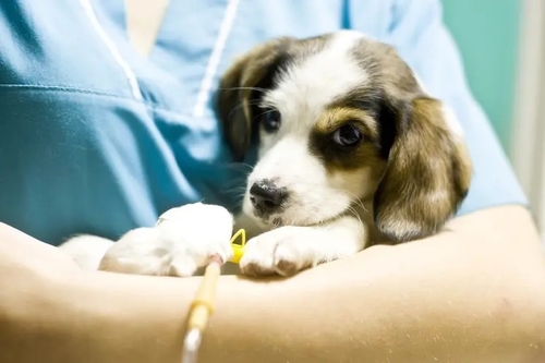 Latest company news about Il virus di mistero uccide dozzine di cani — principalmente cuccioli nel Michigan