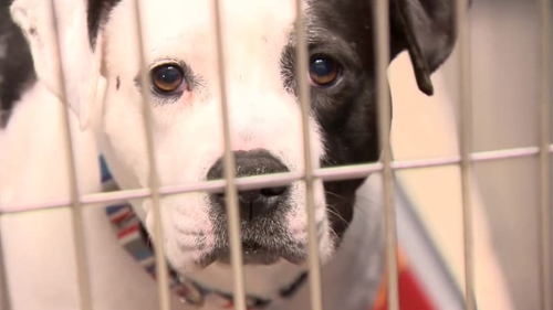 Latest company news about Parvo ha incolpato di dozzine di morti del cane nel Michigan: Che animale domestico proprietari dovrebbero conoscere