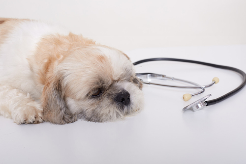 Ultime notizie aziendali su Malattie respiratorie sconosciute nei cani: cosa dovete sapere