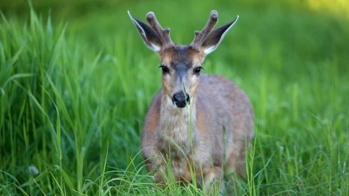 Ultime notizie aziendali su La malattia dei cervi zombie: una silenziosa minaccia per la fauna selvatica e la salute