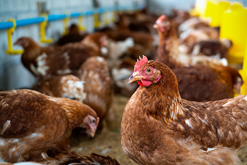 Ultime notizie aziendali su Emergente minaccia: confermato il terzo caso umano di H5N1