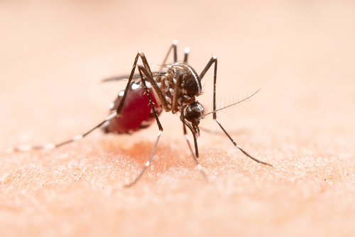 Ultime notizie aziendali su Il virus del Nilo occidentale: un problema di salute mondiale