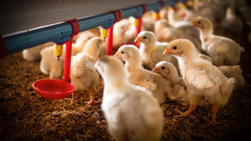 Ultime notizie aziendali su L'emergere dell'influenza aviaria H5N1: una crescente preoccupazione per la salute pubblica