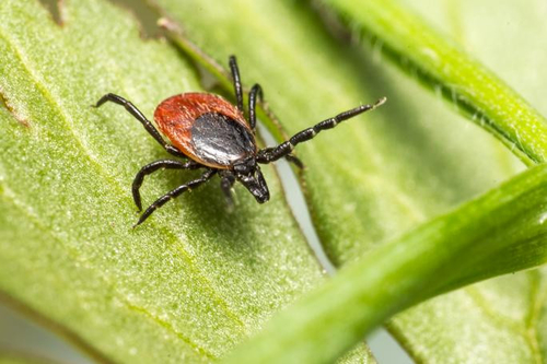 Ultime notizie aziendali su Comprendere la malattia di Lyme: cause, sintomi e prevenzione