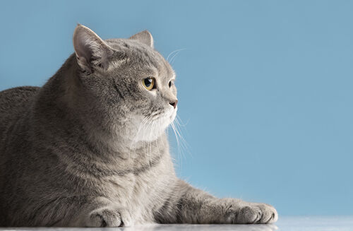 Ultimi blog aziendali su Giornata internazionale del gatto: proteggere la salute dei gatti attraverso la sensibilizzazione e i test rapidi