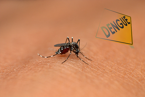 Ultime notizie aziendali su Come individuare e diagnosticare i sintomi delle dengue?