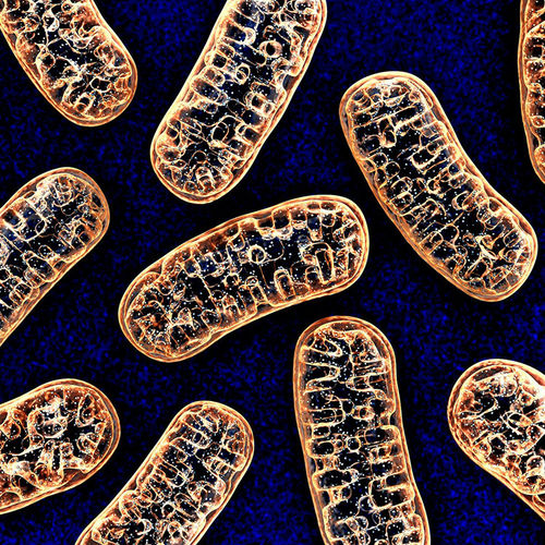Latest company news about Il DNA mitocondriale è indicatore in anticipo della malattia severa COVID-19